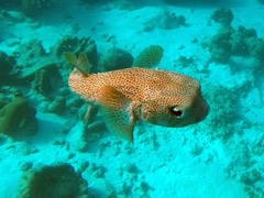 Porcupinefish (18